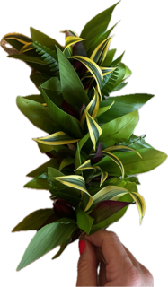 Hand-Delivered Fresh Ti Leaf Green Leis